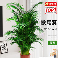 88VIP：临雅 散尾葵植物盆栽室内客厅大型绿植落地式大号禄植盆景四季好养真花