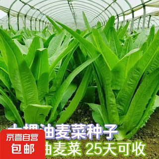 JX 蔬菜种子四季播盆栽阳台庭院油麦菜种子1包约1000粒