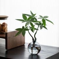 恭喜发财 水培植物发财树