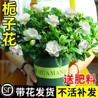 绿有意栀子花盆栽花卉植物室内带花苞阳台水培绿植大树苗四季好养花 90#栀子花带花苞简易盆+肥 90#栀子花简易盆+肥