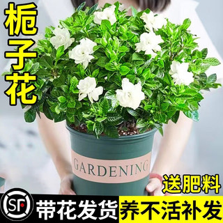 绿有意栀子花盆栽花卉植物室内带花苞阳台水培绿植大树苗四季好养花 90#栀子花带花苞简易盆+肥 90#栀子花简易盆+肥