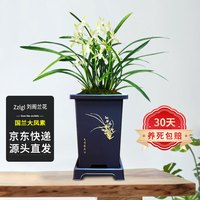 劉閣蘭花兰花建兰四季兰大凤素夏季开花卉盆栽 3苗连体裸根源头直发 3苗连体壮苗 配花肥说明书
