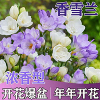 花瑶花 无品牌 香雪兰种球盆栽 四季开花重瓣白色 1颗球装