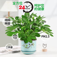 八方来财鸭脚木盆栽好养活植物办公室内绿植七叶莲吸甲醛净化空气