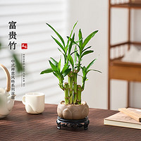 KaiShiguo Plants 开时果 桌面小盆栽办公室绿植禅意风 中式植物盆景客厅摆件源头直发包邮 富贵竹（莲花盆+苔藓+底托）