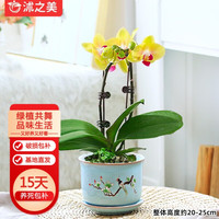 沭之美花苗盆栽兰花花卉带花发货 黄色（带花发货）
