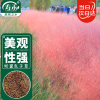 寿禾shouhe 粉黛乱子草种子观赏花卉种籽 潍育粉黛乱子草种子4g(1.2万粒)