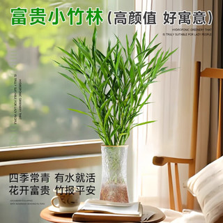 临雅细叶富贵竹水培植物客厅水养节节高绿转运竹子特粗杆带根绿植 细叶富贵竹60-70cm*5棵