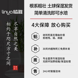 临雅细叶富贵竹水培植物客厅水养节节高绿转运竹子特粗杆带根绿植 细叶富贵竹60-70cm*5棵