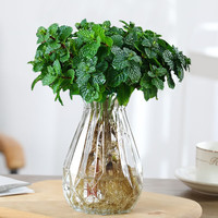 慎思苑 薄荷盆栽可食用水培柠檬薄荷苗迷迭香铜钱草文竹室内绿植土培植物 薄荷1盆+（钻石玻璃瓶）