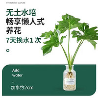 晒物 春羽 观叶植物 盆栽 20-30厘米 绿色