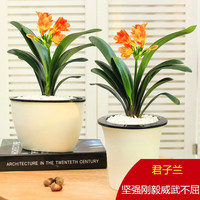 歆妍 君子兰花苗盆栽 4-6片叶子 炫紫
