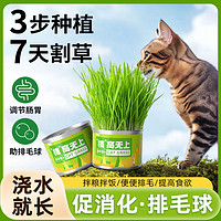 百亿补贴：麦斯蒂 猫草懒人罐头无土盆栽种植化毛草水培去毛球助消化猫咪零食 单个