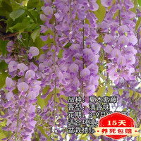 歆妍 日本多花紫藤花苗 爬藤屋顶盆栽花园围墙庭院攀援植物 紫藤萝 白玉藤 紫藤苗 凌霄苗 紫藤树苗 蓝藤 夏本紫藤 5年苗