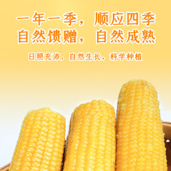 五谷颂糯玉米 2.4kg*10支