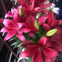 花e流 香水百合种球 5球 B4红色 不含盆土+肥