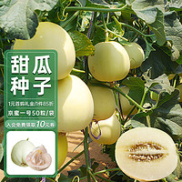 中科茂华 甜瓜种子 京蜜一号50粒/袋(白皮甜瓜)