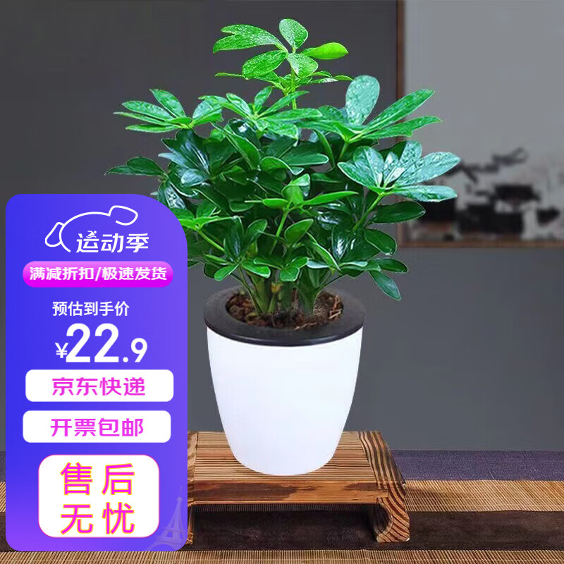 急兔八方来财鸭掌木苗七叶莲鹅掌柴苗绿植四季常青鸭掌木植物+懒人盆 鸭掌木+自动吸水盆