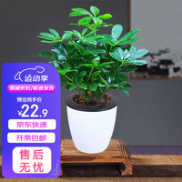 急兔八方来财鸭掌木苗七叶莲鹅掌柴苗绿植四季常青鸭掌木植物+懒人盆 鸭掌木+自动吸水盆
