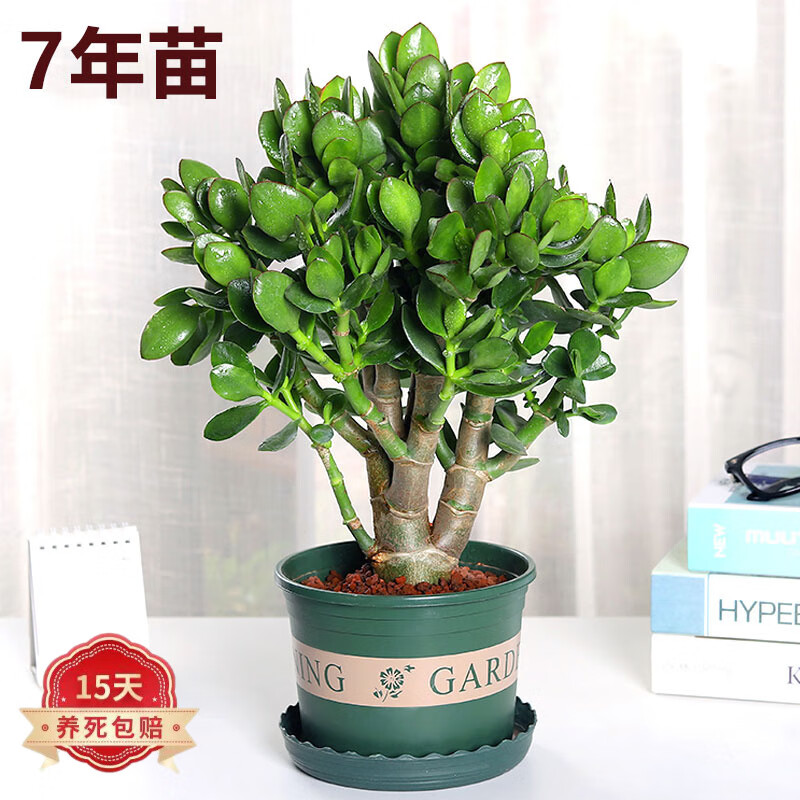 蝴蝶之舞 玉树盆栽老桩盆景大型多肉植物室内阳台办公桌红边大叶多肉植物 玉树7年苗（杆子3cm粗40cm高） 不含盆