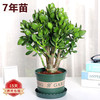 蝴蝶之舞 玉树盆栽老桩盆景大型多肉植物室内阳台办公桌红边大叶多肉植物 玉树7年苗（杆子3cm粗40cm高） 不含盆