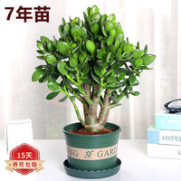 蝴蝶之舞 玉树盆栽老桩盆景大型多肉植物室内阳台办公桌红边大叶多肉植物 玉树7年苗（杆子3cm粗40cm高） 不含盆