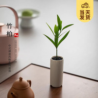 开时果 竹柏小盆景中式创意竹子盆栽 办公室好养桌面植物源头直发 竹柏（白圆筒瓷盆+黑石）
