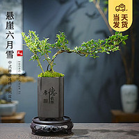 KaiShiguo Plants 开时果 悬崖六月雪盆栽 厚德载物盆+苔藓+底托