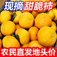 张小壮 脆柿子 2.25-2.5kg