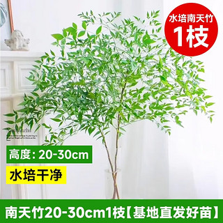 移动端、京东百亿补贴：临雅 南天竹水培植物 南天竹20-30cm1枝