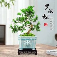 造型罗汉松盆景室内高端创意盆栽植物好养易活茶几绿植办公室花卉