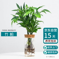 湃点 驱蚊竹柏水培植物室内绿植花卉盆栽四季常青 透明圆柱瓶源头直发