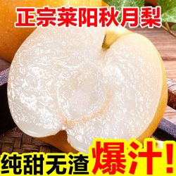 LAIYANG PEAR 莱阳梨 梨子冰糖雪梨新鲜水果应季黄花鸭丰水甜梨批发