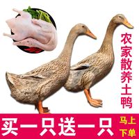 爱唯温妮 白条鸭老鸭散养土鸭农家鸭冷冻鸭生鲜鸭肉2至2.5斤/只 走地土鸭(不含内脏)2只