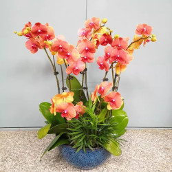 花音谷 蝴蝶兰花苗 带花剑带花苞盆栽