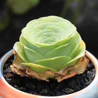 山地玫瑰多肉植物 群生好养活黄金翡翠山地玫瑰鸡蛋酒杯耶罗玫瑰