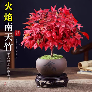 爱你一万年秋红火焰南天竹盆栽观叶小盆景好养易活耐寒绿植书房茶桌微景观 90#原盆南天竹【需换盆】