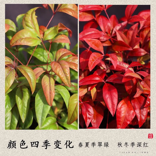 爱你一万年秋红火焰南天竹盆栽观叶小盆景好养易活耐寒绿植书房茶桌微景观 90#原盆南天竹【需换盆】
