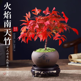 爱你一万年秋红火焰南天竹盆栽观叶小盆景好养易活耐寒绿植书房茶桌微景观 90#原盆南天竹【需换盆】