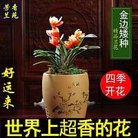 花瑶花 玫绚浓香型四季兰 金边矮种 兰花苗兰花盆栽阳台 好运来 1苗新手试养