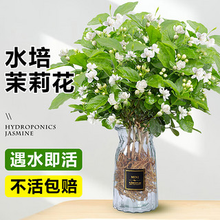 临雅 茉莉花水培植物盆栽办公室内桌面好养懒人鲜花绿植九里香水养花卉 茉莉花1盆5-6棵