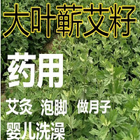 QIANTE 千特 歌传药用艾草艾叶种籽 艾绒蕲艾植物大叶艾草种子野生艾草苗五月 大叶蕲艾种子半斤