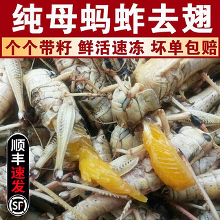 颐乡情 新鲜蚂蚱冷鲜生鲜 速冻蚂蚱母带籽去翅蝗虫烧烤食材去翅