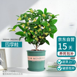 湃点 桂花树苗四季桂盆栽室内花卉植物四季桂+塑料加仑盆 源头直发