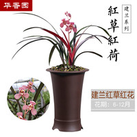 华香园 兰花 红草红荷 建兰红花荷瓣 幽香型不带花苞耐阴花卉绿植 红草红荷1棵2苗不带花苞裸根发货