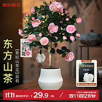 移动端、京东百亿补贴：京东鲜花 山茶花苗 1枝 香妃山茶花（带奶油花盆吊卡）