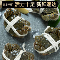 渔家师傅 大闸蟹全母3.0-3.3两 去绳足重 8只