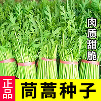 种菜记 光杆茼蒿种子纤维少春季园艺盆栽种植蓬  光杆茼蒿50克