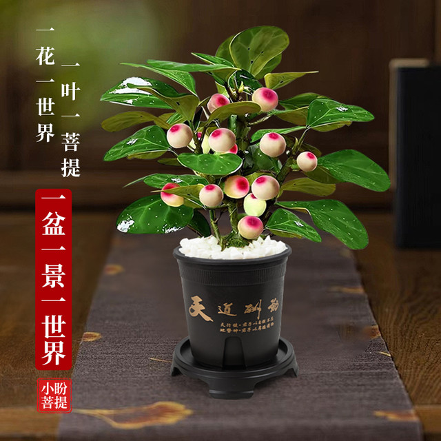 88VIP：牵鲜 小盼菩提盆栽 30厘米 特A带果