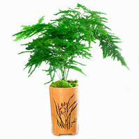 伏雨 文竹盆栽植物室内办公室水培客厅懒人小绿植花卉大全盆景四季常青